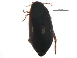 Image of Colymbetinae