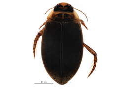 Image of Predaceous diving beetle