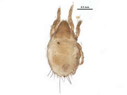 Image of Hydrachnoidea