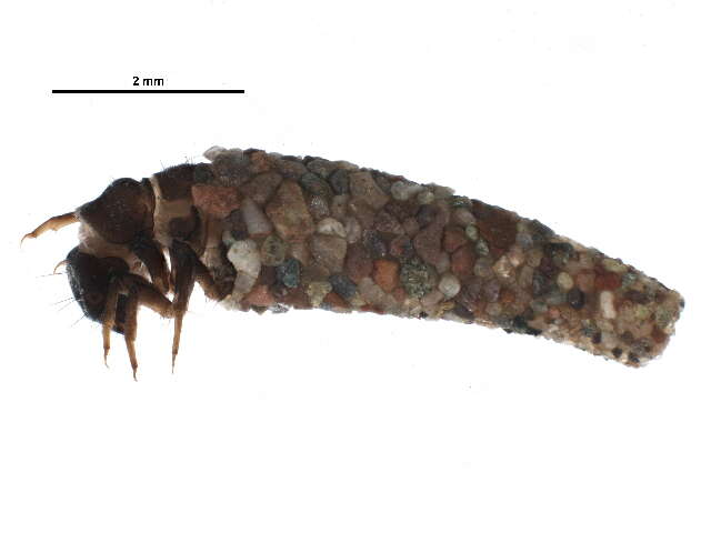 Image of Pseudostenophylax