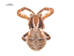 Image of Xysticus gosiutus Gertsch 1933