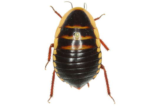 Image of Cosmozosteria bicolor (Saussure 1864)