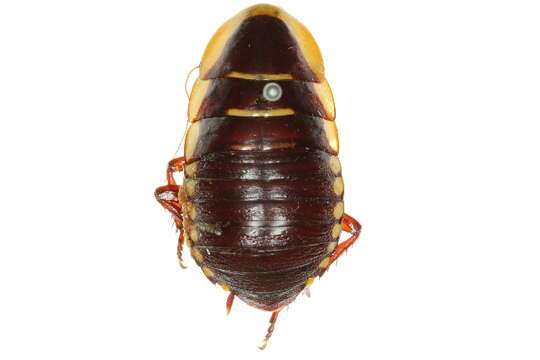 Image of Cosmozosteria bicolor (Saussure 1864)