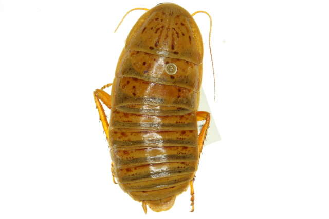 Image of tawny Banded Cockroach