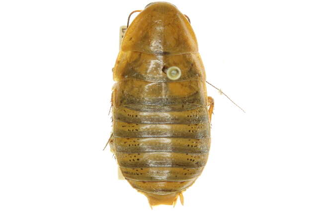 Image of tawny Banded Cockroach