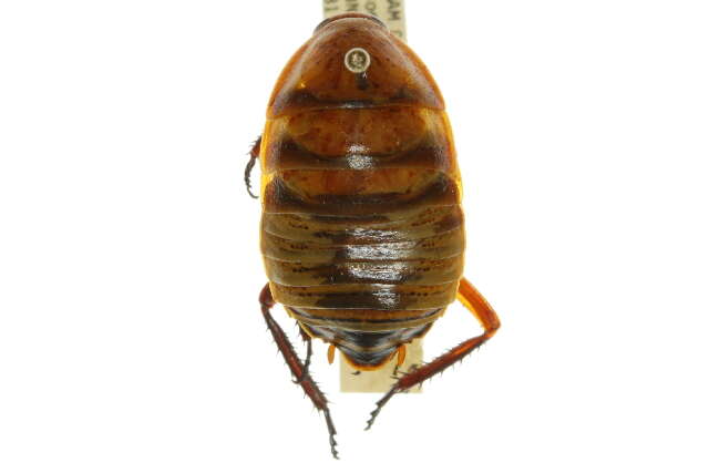 Image of Desmozosteria