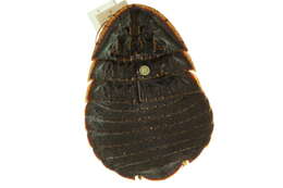 Image of Euzosteria sordida Shaw 1925