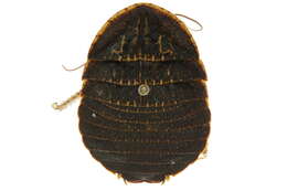 Image of Euzosteria sordida Shaw 1925