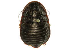 Image of Euzosteria subveflexa