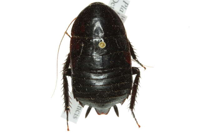 Image of <i>Melanozosteria mjobergi</i>
