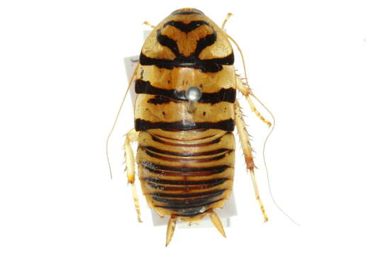 Image of <i>Melanozosteria secunda</i>