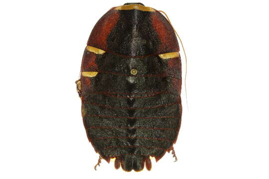 Image of native cockroach ( Australia )