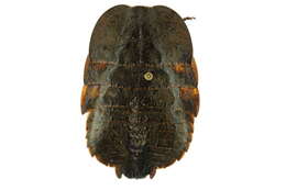 Image of Polyzosteria flavomaculosa Mackerras 1965