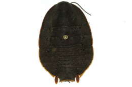 Image of Botany Bay Cockroach