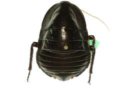 Image of Polyzosteria magna Shaw 1914