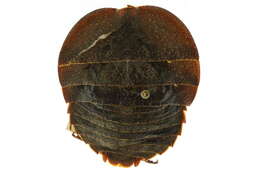 Image of Polyzosteria pubescens Tepper 1893