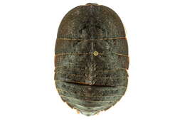 Image of Polyzosteria pubescens Tepper 1893