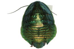 Image of <i>Polyzosteria virridissima</i>