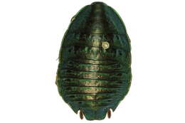 Image of <i>Polyzosteria virridissima</i>