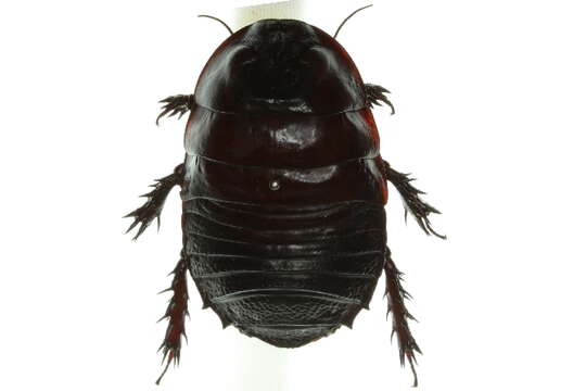 Image of Geoscapheus crenulatus fraseriensis