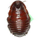 Image of Macropanesthia heppleorum Walker, J. A., Rugg & Rose 1994