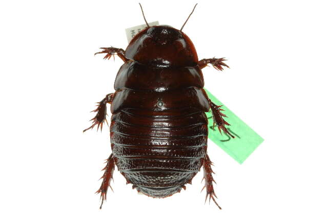 Image of Macropanesthia kinkuna Walker, J. A., Rugg & Rose 1994