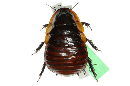 Image of Macropanesthia kraussiana (Saussure 1873)