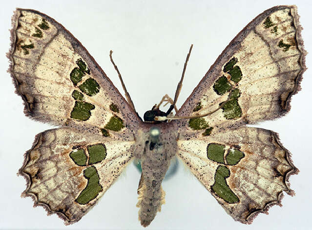 Image of <i>Scopula parvimacula</i>