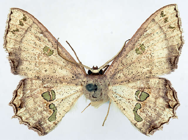 Image of <i>Scopula parvimacula</i>