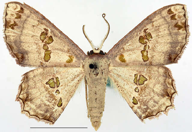 Image of <i>Scopula parvimacula</i>