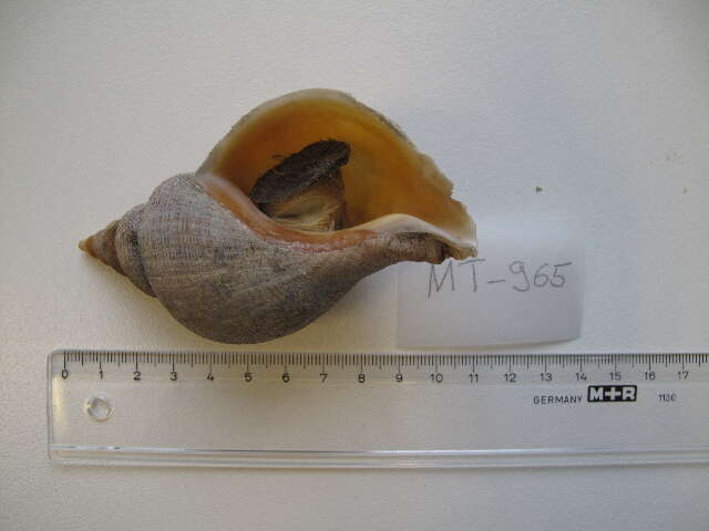 Image of ancient neptune snail