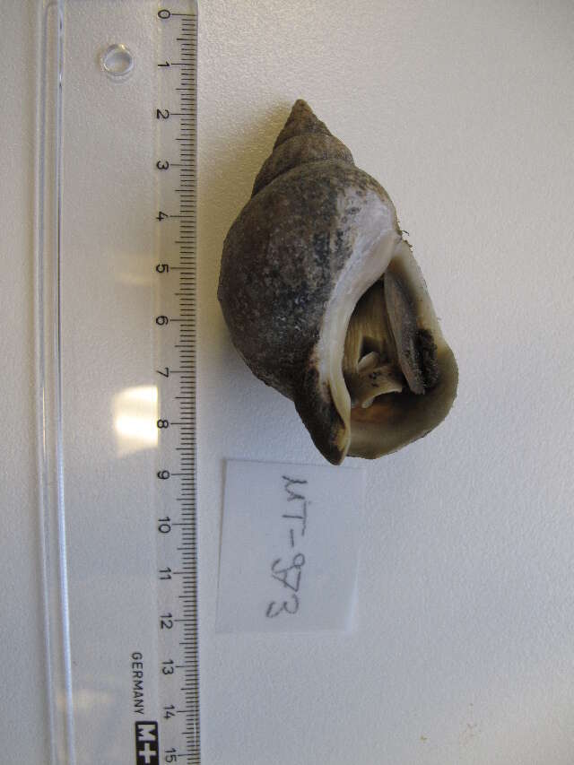 Image of Common whelk