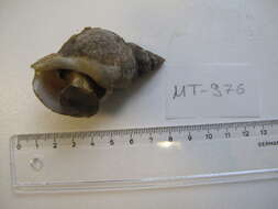 Image of Common whelk