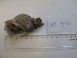 Image of Common whelk