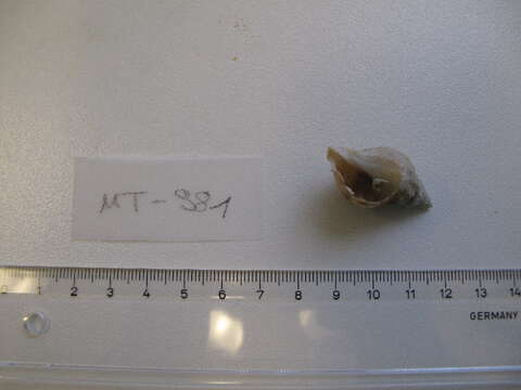 Image of Common whelk