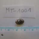 Image of Nucula nitidosa Winckworth 1930