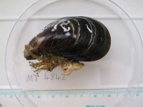 Image of Blue mussel