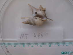 Image of Mesogastropoda