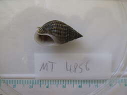 Image of netted dog whelk