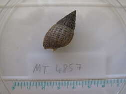 Image of netted dog whelk