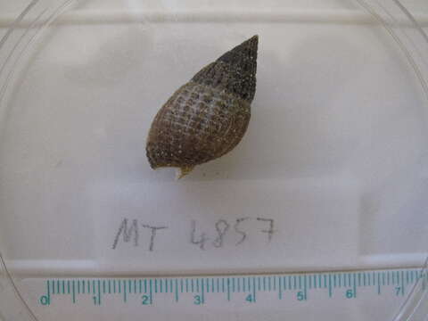 Image of netted dog whelk