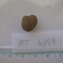 Image of Astarte sulcata (da Costa 1778)
