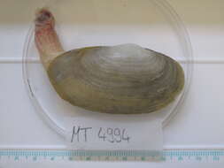 Image of unclassified Bivalvia