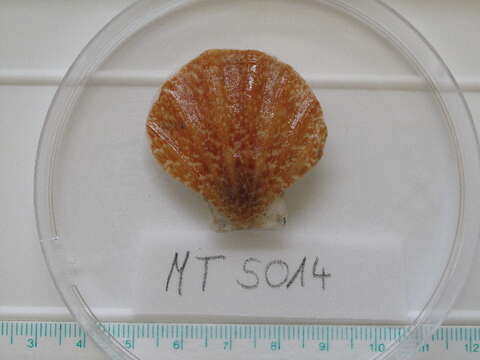 Image of seven-rayed scallop