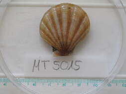 Image of seven-rayed scallop