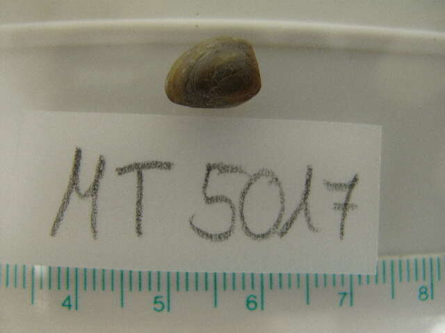 Image of shiny nut clam