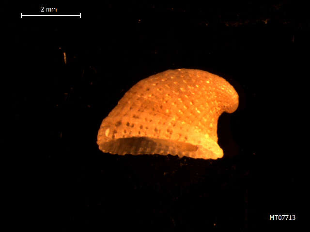 Image of Channel Island Slit Limpet