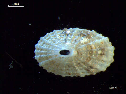 Image of Common Keyhole Limpet