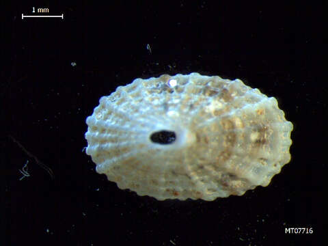 Image of Common Keyhole Limpet