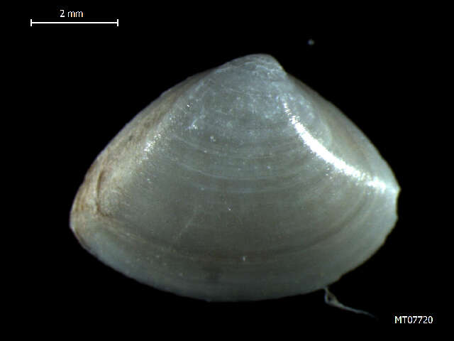 Image of cut surfclam